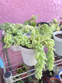 Burros Tail Succulent Plant