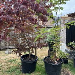 Perennials, Climbing Vines, Japanese Maples, Peonies and other Landscape Plants/trees