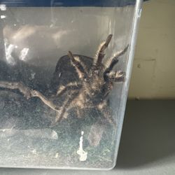 Tarantula Cage 