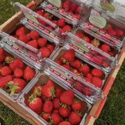 Full flat of fresh strawberries ready for pickup! Caja d Fresas listo para leveantar. 8 basketes $15