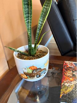 Table top snake plant