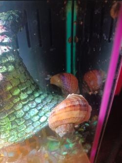 Mistery snail
