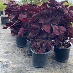 Coleus ‘Burgundy Beauty’ – Rich Deep Red Foliage – 1 Gallon