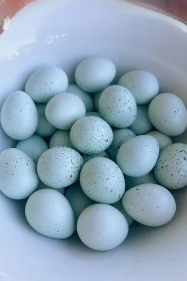 Fertile Quail And Chicken Eggs