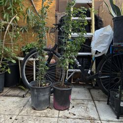 Guamuchil (Manila Tamarind)