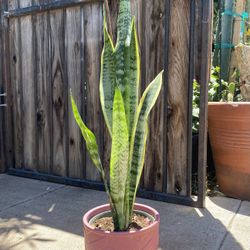 Indoor Mother-in-Law Or Snake Plant