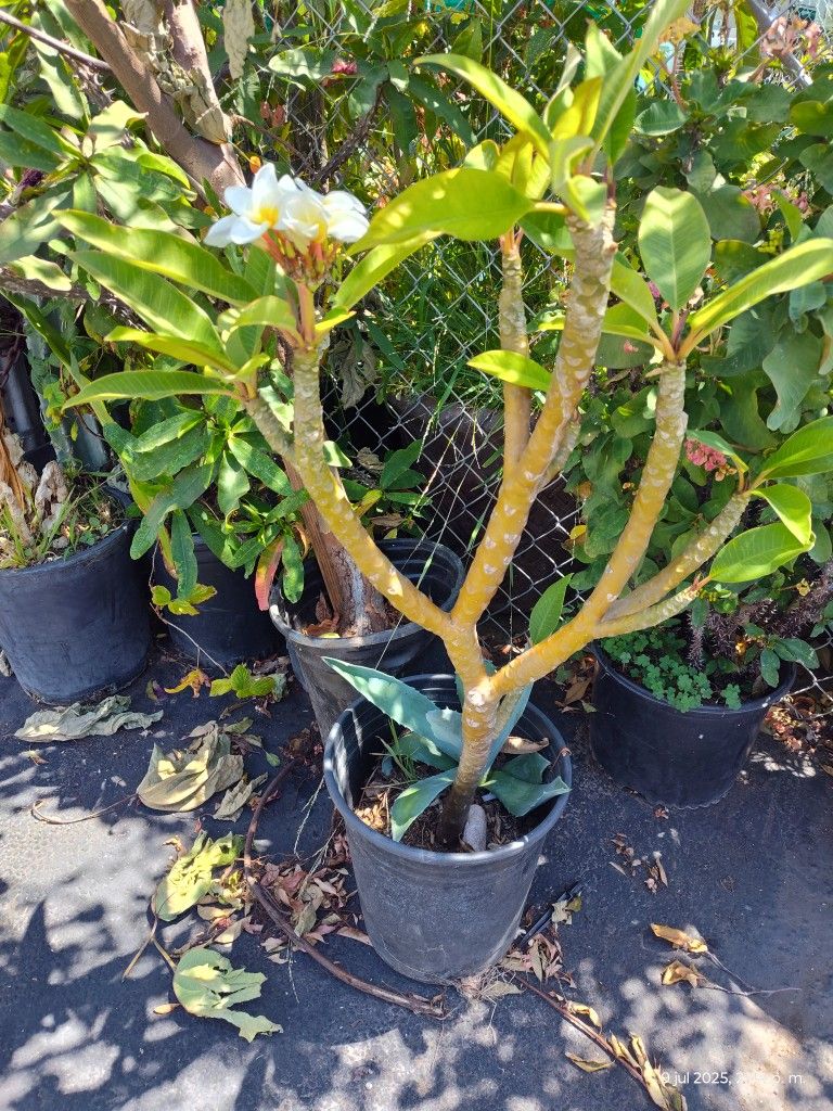 Plant Plumeri Hawaiian Flute Bluming
