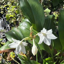 Amazon Lily, Eucharis amazonica Linden  10 Gallon Pot 