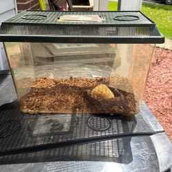 Tarantula Cage