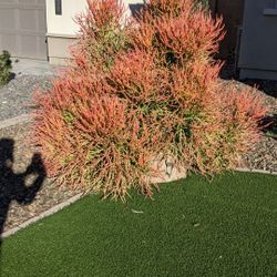 🪴 Fire Stick Plant 🪴