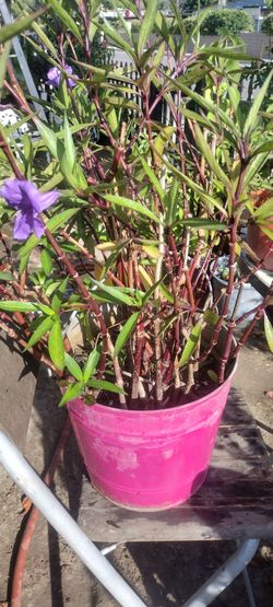 Planta natural de flores Color morado