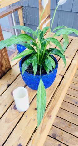 Live indoor Peace Lily house plant in a textured planter flower pot—firm price