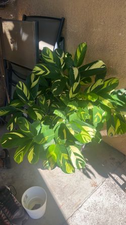 Giant calathea golden mosaic