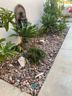 Succulent Garden 🪴