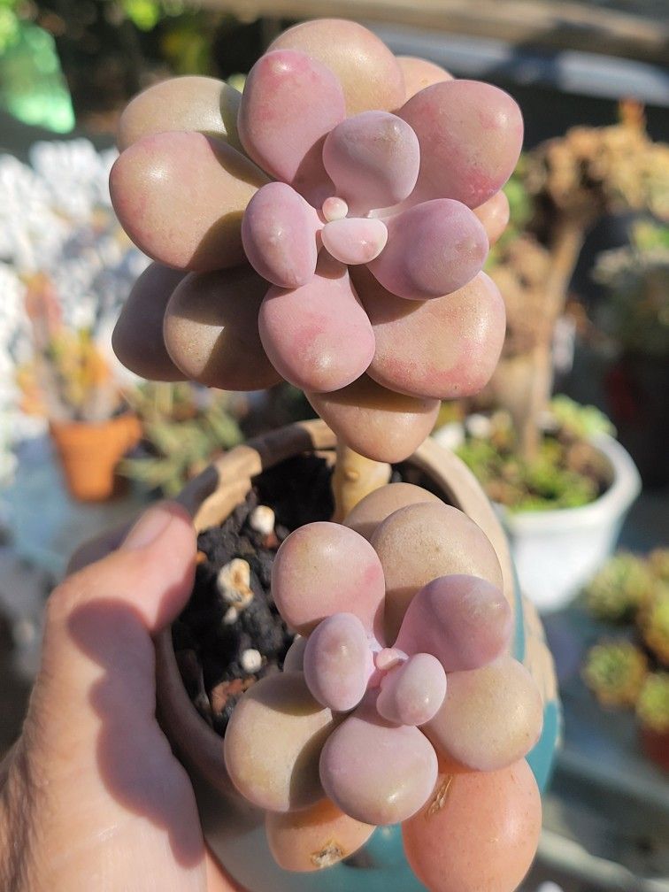 Lovely Succulent In A Cute Pot