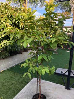 Guava tree