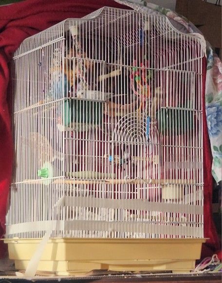 Bird Cage Ecverything In It Included