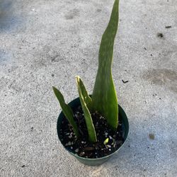 Medium snake plant/ Snake Plant/ Gift/ Easy Maintenance Plants/ Popular Plants
