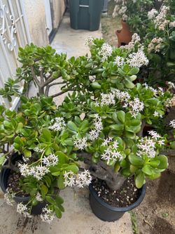 Large Jade plants