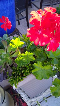 Plants