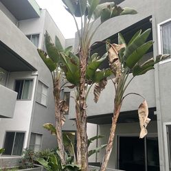 2  Bird Of Paradise  Plants 