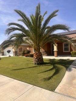 Palms Tree $299