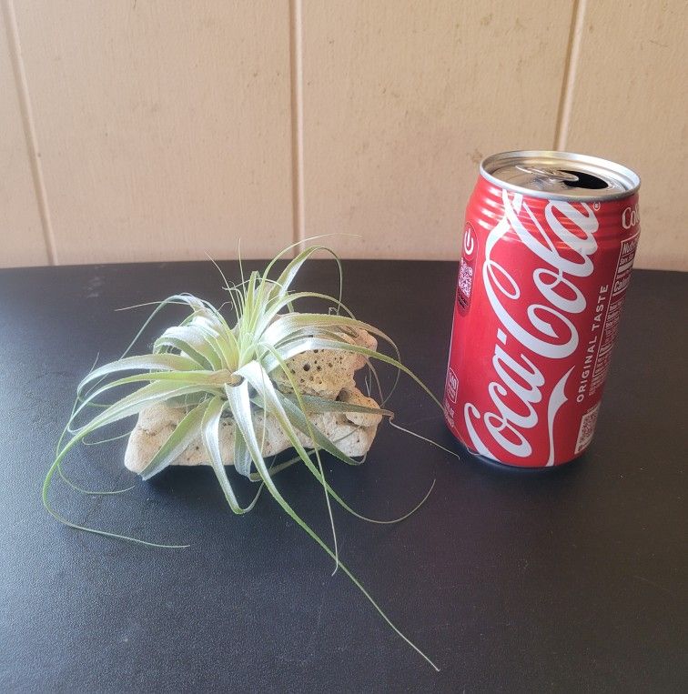 AiR PlAnT