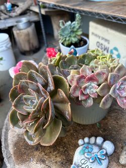 Succulents en Maceta de cerámica