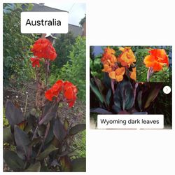 Canna Lilies Foot Tall Dark Leaves $5 Each 