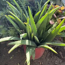 Aloe Vera Plant
