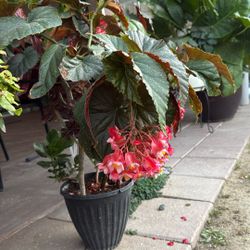 Begonia For Sell  Ala De Angel   Combo!