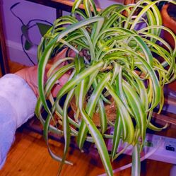 Curly Spider Plant 