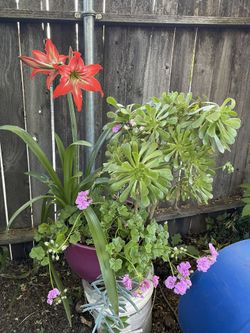 3-in-1 Plants For Sale