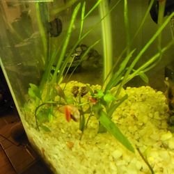 Free Red Ramshorn Snails.