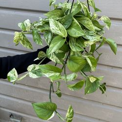 6” Marble Queen Pothos