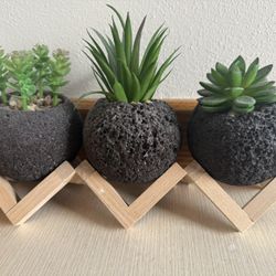 Succulent Decor