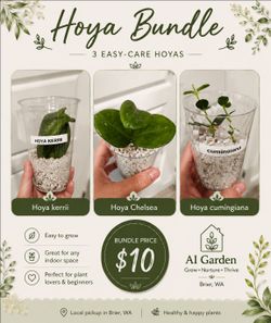 Hoya Bundle – 3 Easy-Care Hoya Plants