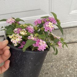 Lantana Plant, In 1 Gallón Pot Pick Up Only