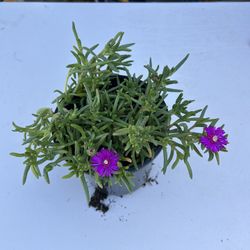 Delosperma 