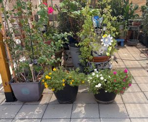 Miniepic moss rose