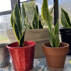 Snake Plants