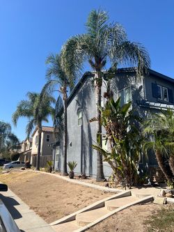 Queen Palms treesfor sale