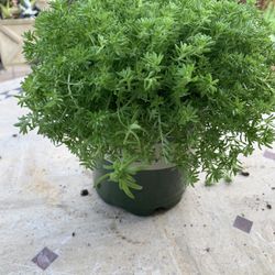 Large Creeping Sedum Which Blooms Yellow Flowers, Perennial So Comes Back Every Year