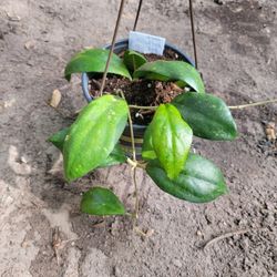 Hoya Nathalie Plant 