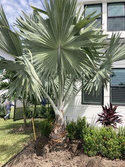 Bismarck Palm 