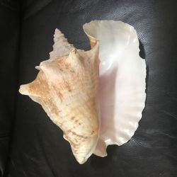 Decorative Sea Shell