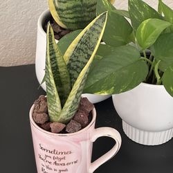 Cute ceramic mug with Sensevieria plant