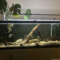 125 gallon aquarium 