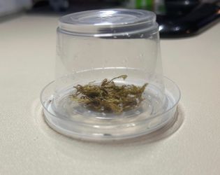 Baby Jumping spider enclosure