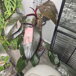 Philodendron Pink Princess